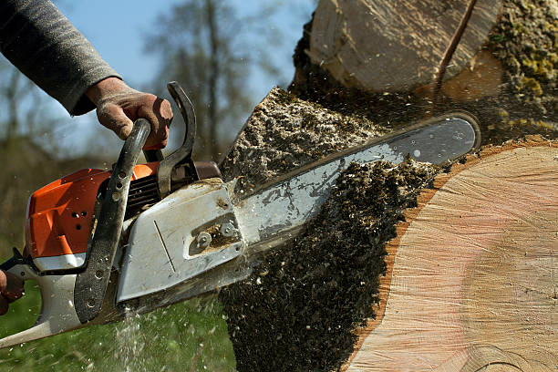 Tree Removal for Businesses in Lewiston, UT